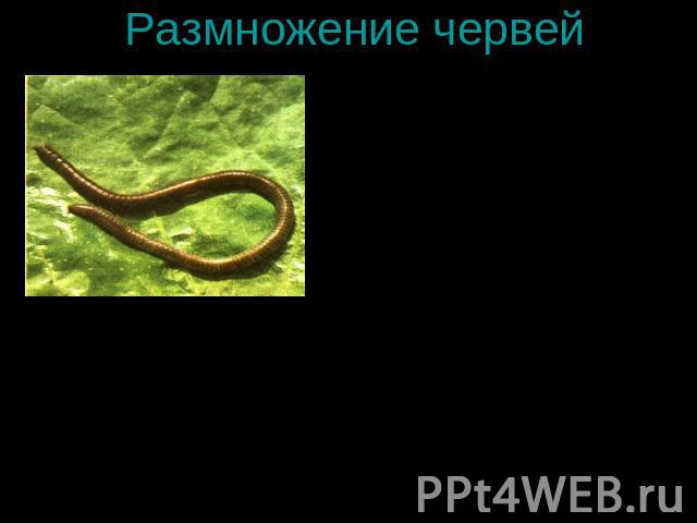 Размножение червей Среди червей много гермафродитов. У дождевого червя половая система находится в нескольких половых сегментах. Мужская половая система представлена двумя парами семенников, каналами и одной парой яичников и парой яйцеводов. Двое жи…