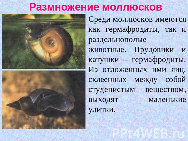Размножение моллюсков Среди моллюсков имеются как гермафродиты, так и раздельнополые животные. Прудовики и катушки – гермафродиты. Из отложенных ими яиц, склеенных между собой студенистым веществом, выходят маленькие улитки.
