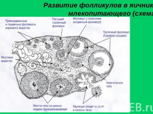 Развитие фолликулов в яичнике млекопитающего (схема)