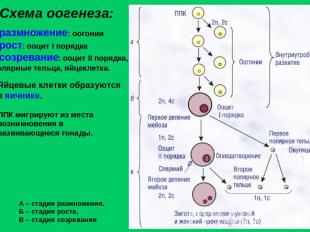 Схема оогенеза: размножение: оогонии рост: ооцит I порядка созревание: ооцит II
