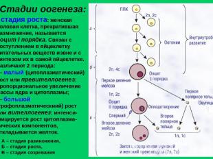 Стадии оогенеза: стадия роста: женская половая клетка, прекратившая размножение,
