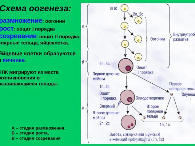 Схема оогенеза: размножение: оогонии рост: ооцит I порядка созревание: ооцит II порядка, полярные тельца, яйцеклетка. Яйцевые клетки образуются в яичнике.ППК мигрируют из места возникновения в развивающиеся гонады.