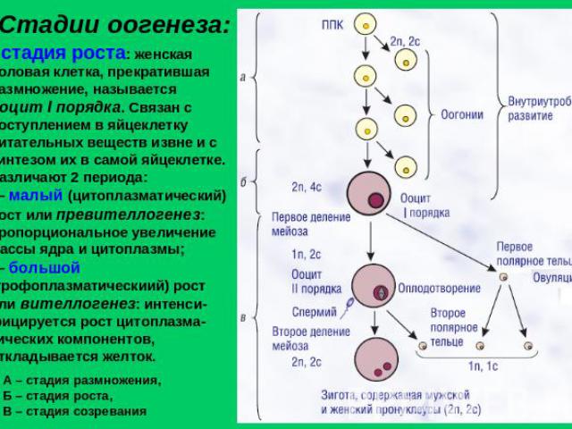 Стадии оогенеза: стадия роста: женская половая клетка, прекратившая размножение, называется ооцит I порядка. Связан с поступлением в яйцеклетку питательных веществ извне и с синтезом их в самой яйцеклетке. Различают 2 периода: – малый (цитоплазматич…