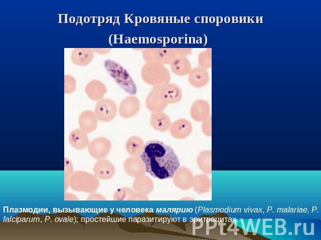 Подотряд Кровяные споровики (Haemosporina) Плазмодии, вызывающие у человека малярию (Plasmodium vivax, P. malariae, P. falciparum, P. ovale); простейшие паразитируют в эритроцитах.