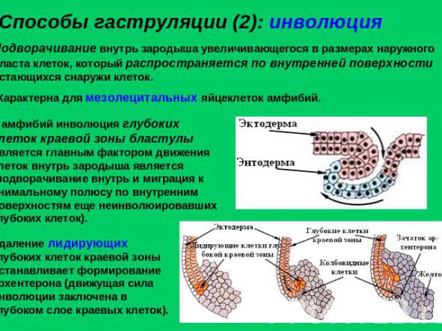 Способы гаструляции (2): инволюция Подворачивание внутрь зародыша увеличивающегося в размерах наружного пласта клеток, который распространяется по внутренней поверхности остающихся снаружи клеток. Характерна для мезолецитальных яйцеклеток амфибий. У…