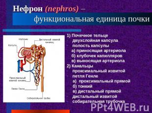 Нефрон (nephros) – функциональная единица почки 1) Почечное тельцедвухслойная ка