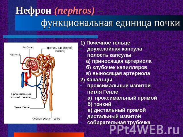 Нефрон (nephros) – функциональная единица почки 1) Почечное тельцедвухслойная капсулаполость капсулы а) приносящая артериола б) клубочек капилляров в) выносящая артериола2) Канальцыпроксимальный извитойпетля Генле а) проксимальный прямой б) тонкий в…