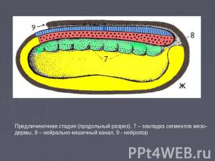 Предличиночная стадия (продольный разрез). 7 – закладка сегментов мезо-дермы, 8