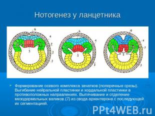 Нотогенез у ланцетника Формирование осевого комплекса зачатков (поперечные срезы
