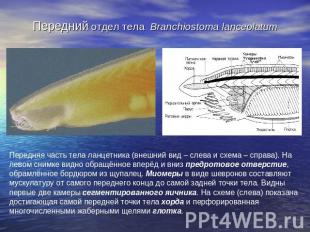 Передний отдел тела Branchiostoma lanceolatum Передняя часть тела ланцетника (вн