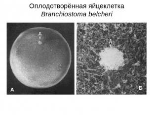 Оплодотворённая яйцеклетка Branchiostoma belcheri Фото выполнены с помощью скани