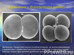 Дробление у Branchiostoma belcheri Дробление у Ланцетника полное (голобластическ