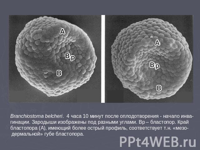 Branchiostoma belcheri. 4 часа 10 минут после оплодотворения - начало инва-гинации. Зародыши изображены под разными углами. Bp – бластопор. Край бластопора (A), имеющий более острый профиль, соответствует т.н. «мезо- дермальной» губе бластопора.