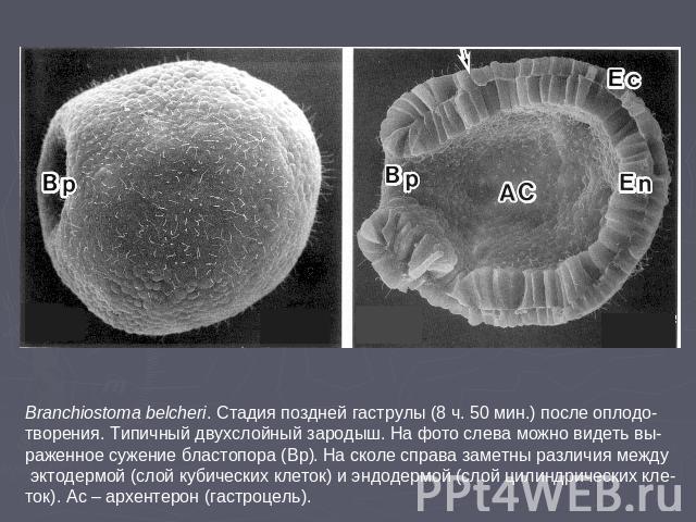 Branchiostoma belcheri. Стадия поздней гаструлы (8 ч. 50 мин.) после оплодо-творения. Типичный двухслойный зародыш. На фото слева можно видеть вы-раженное сужение бластопора (Bp). На сколе справа заметны различия между эктодермой (слой кубических кл…
