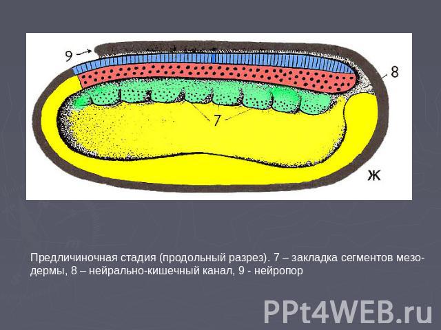 Предличиночная стадия (продольный разрез). 7 – закладка сегментов мезо-дермы, 8 – нейрально-кишечный канал, 9 - нейропор