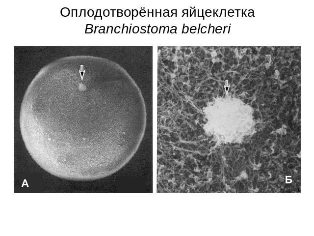 Оплодотворённая яйцеклетка Branchiostoma belcheri Фото выполнены с помощью сканирующего электронного микроскопа. Стрелками обозначено второе полярное тельце. На правом фото при боль- шем увеличении на поверхности зиготы можно видеть полярное тельце …