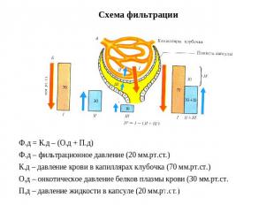 Схема фильтрации Ф.д = К.д – (О.д + П.д)Ф.д – фильтрационное давление (20 мм.рт.