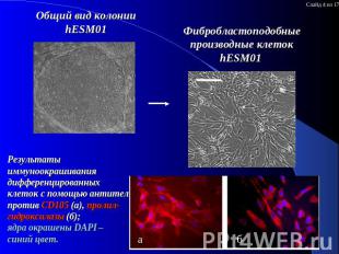 Общий вид колонии hESM01 Результаты иммуноокрашивания дифференцированных клеток