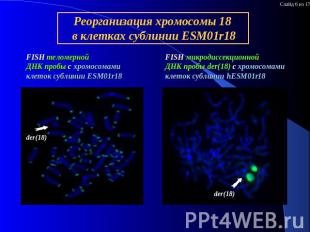 Реорганизация хромосомы 18 в клетках сублинии ESM01r18 FISH теломерной ДНК пробы