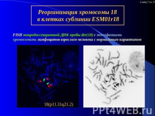 Реорганизация хромосомы 18 в клетках сублинии ESM01r18 FISH микродиссекционной Д