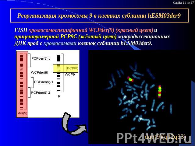 Реорганизация хромосомы 9 в клетках сублинии hESM03der9 FISH хромосомоспецифичной WCPder(9) (красный цвет) и прицентромерной PCP9C (жёлтый цвет) микродиссекционных ДНК проб с хромосомами клеток сублинии hESM03der9.