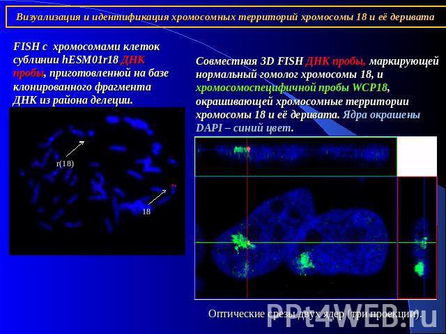Визуализация и идентификация хромосомных территорий хромосомы 18 и её деривата FISH c хромосомами клеток сублинии hESM01r18 ДНК пробы, приготовленной на базе клонированного фрагмента ДНК из района делеции. Совместная 3D FISH ДНК пробы, маркирующей н…