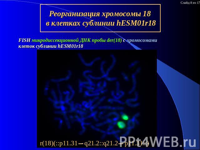 Реорганизация хромосомы 18 в клетках сублинии hESM01r18 FISH микродиссекционной ДНК пробы der(18) с хромосомами клеток сублинии hESM01r18