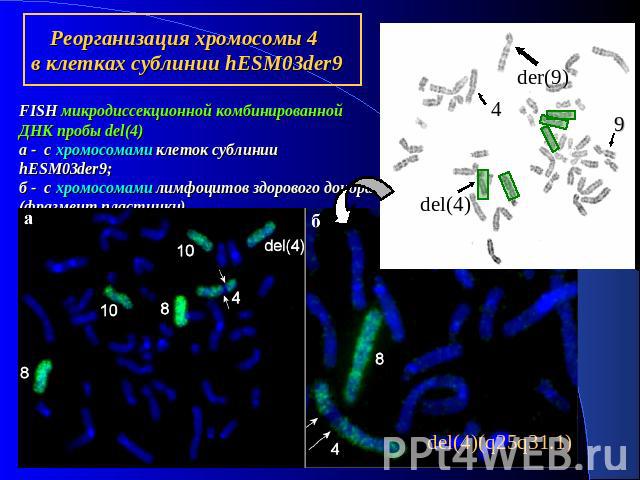 FISH микродиссекционной комбинированной ДНК пробы del(4)а - с хромосомами клеток сублинии hESM03der9;б - с хромосомами лимфоцитов здорового донора (фрагмент пластинки).