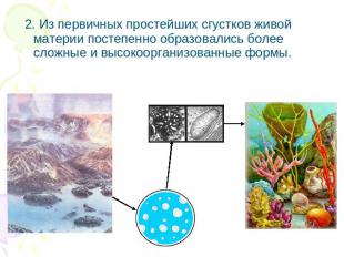 2. Из первичных простейших сгустков живой материи постепенно образовались более