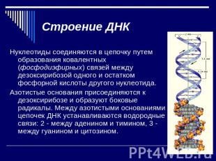 Строение ДНК Нуклеотиды соединяются в цепочку путем образования ковалентных (фос