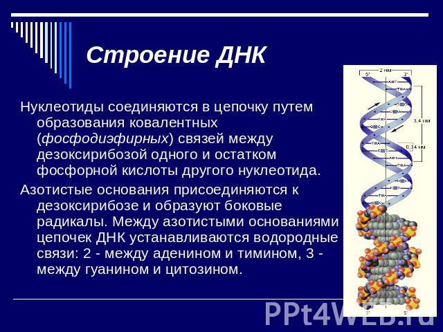 Строение ДНК Нуклеотиды соединяются в цепочку путем образования ковалентных (фосфодиэфирных) связей между дезоксирибозой одного и остатком фосфорной кислоты другого нуклеотида. Азотистые основания присоединяются к дезоксирибозе и образуют боковые ра…