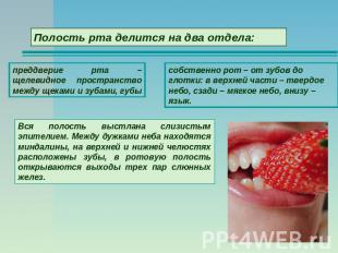 Полость рта делится на два отдела: преддверие рта – щелевидное пространство межд