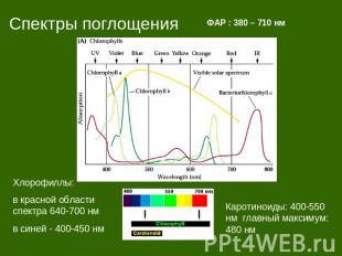 Спектры поглощения ФАР : 380 – 710 нм Хлорофиллы: в красной области спектра 640-