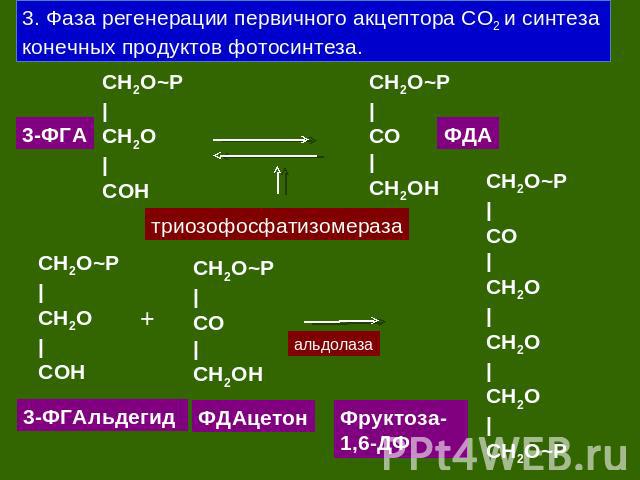 3. Фаза регенерации первичного акцептора СО2 и синтеза конечных продуктов фотосинтеза. CH2O~P|CH2O|CОH CH2O~P|CO|CH2OH CH2O~P|CH2O|CОH CH2O~P|CO|CH2OH CH2O~P|CO|CH2O|CH2O|CH2O|CH2O~P