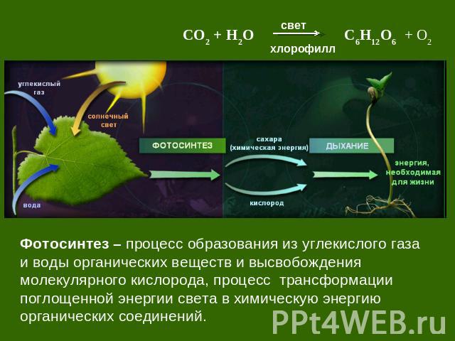 Фотосинтез – процесс образования из углекислого газа и воды органических веществ и высвобождения молекулярного кислорода, процесс трансформации поглощенной энергии света в химическую энергию органических соединений.