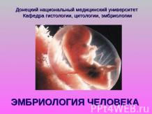 Эмбриология человека