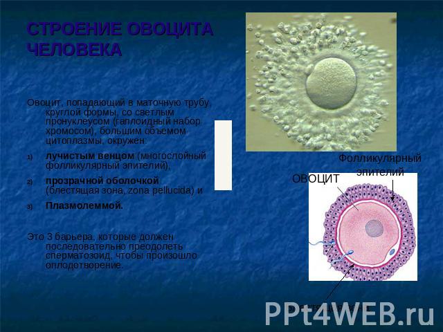 СТРОЕНИЕ ОВОЦИТА ЧЕЛОВЕКА Овоцит, попадающий в маточную трубу, круглой формы, со светлым пронуклеусом (гаплоидный набор хромосом), большим объемом цитоплазмы, окружен: лучистым венцом (многослойный фолликулярный эпителий),прозрачной оболочкой (блест…