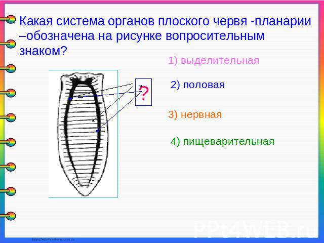 Какая система органов плоского червя -планарии –обозначена на рисунке вопросительным знаком? 1) выделительная 2) половая 3) нервная 4) пищеварительная