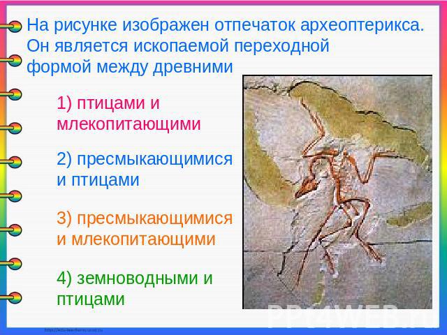 На рисунке изображен отпечаток археоптерикса. Он является ископаемой переходной формой между древними 1) птицами и млекопитающими 2) пресмыкающимися и птицами 3) пресмыкающимися и млекопитающими 4) земноводными и птицами