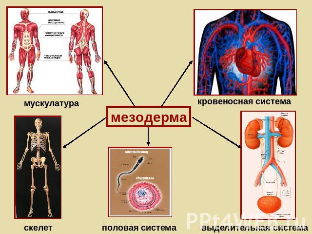 мускулатура скелет мезодерма половая система кровеносная система выделительная система