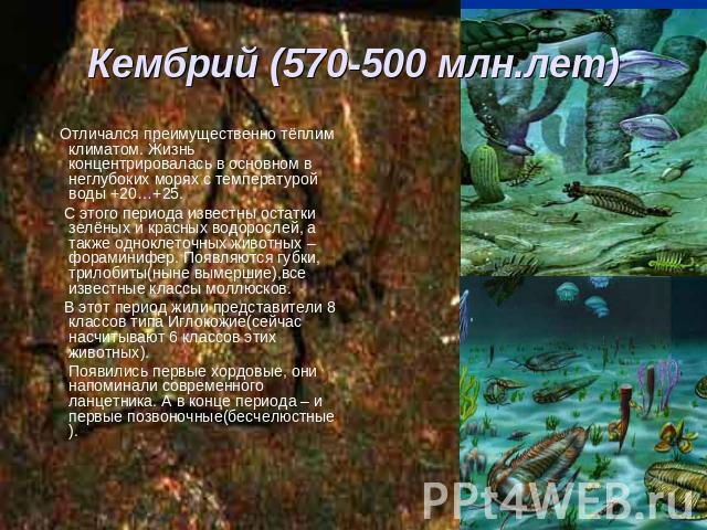 Кембрий (570-500 млн.лет) Отличался преимущественно тёплим климатом. Жизнь концентрировалась в основном в неглубоких морях с температурой воды +20…+25. С этого периода известны остатки зелёных и красных водорослей, а также одноклеточных животных – ф…