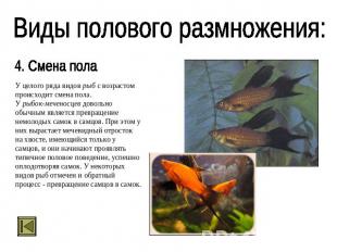 Виды полового размножения: 4. Смена пола У целого ряда видов рыб с возрастом про
