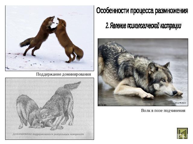 Особенности процесса размножения 2. Явление психологической кастрации Поддержание доминирования Волк в позе подчинения
