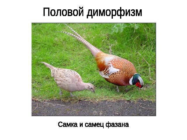 Половой диморфизм Самка и самец фазана