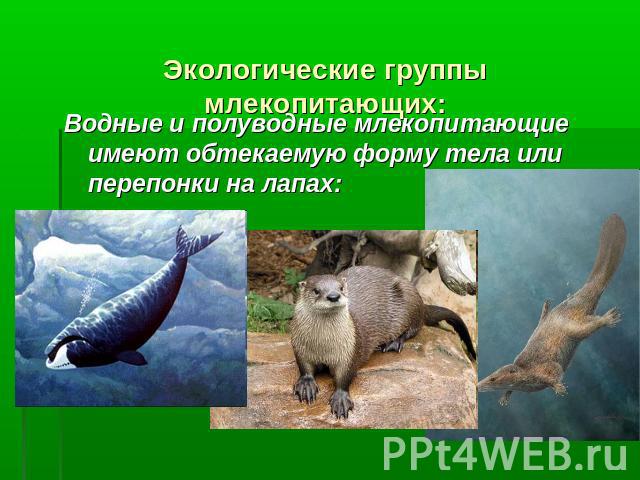 Экологические группы млекопитающих: Водные и полуводные млекопитающие имеют обтекаемую форму тела или перепонки на лапах: