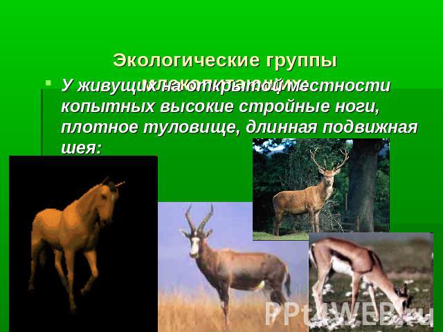Экологические группы млекопитающих: У живущих на открытой местности копытных высокие стройные ноги, плотное туловище, длинная подвижная шея:
