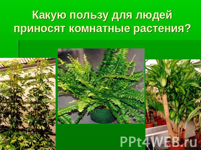 Какую пользу для людей приносят комнатные растения?
