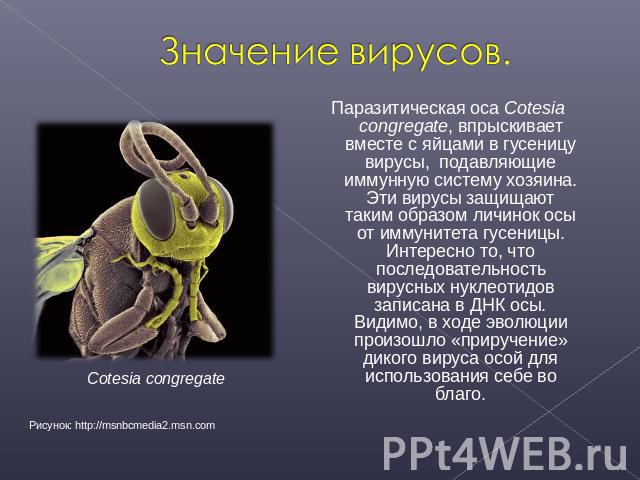 Значение вирусов. Паразитическая оса Cotesia congregate, впрыскивает вместе с яйцами в гусеницу вирусы, подавляющие иммунную систему хозяина. Эти вирусы защищают таким образом личинок осы от иммунитета гусеницы. Интересно то, что последовательность …