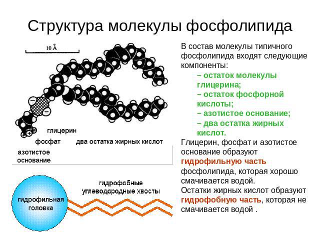 Структура молекулы фосфолипида В состав молекулы типичного фосфолипида входят следующие компоненты: – остаток молекулы глицерина; – остаток фосфорной кислоты; – азотистое основание; – два остатка жирных кислот. Глицерин, фосфат и азотистое основание…