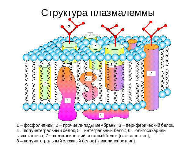 Структура плазмалеммы 1 – фосфолипиды, 2 – прочие липиды мембраны, 3 – периферический белок, 4 – полуинтегральный белок, 5 – интегральный белок, 6 – олигосахариды гликокаликса, 7 – политопический сложный белок (гликопротеин), 8 – полуинтегральный сл…